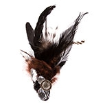 Feathers